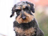 Académie Canine