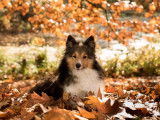 Académie Canine