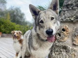 Académie Canine