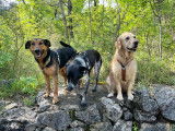 Académie Canine