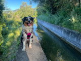 Académie Canine