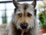 Académie Canine