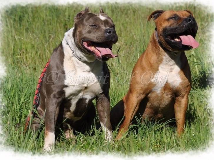 American Staffordshire Terriers spirit of old