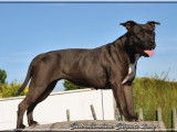 American Staffordshire Terriers spirit of old