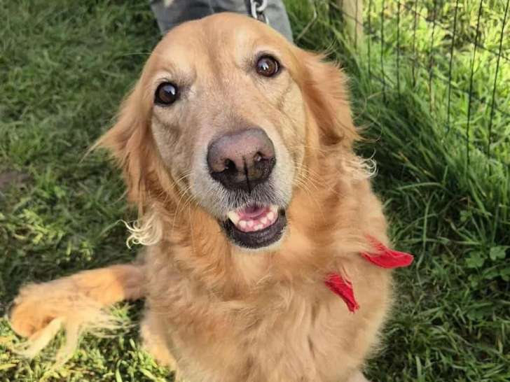 Club d'Initiation et d'Education Canine de Cabariot (CIEC)