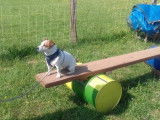 Centre Canin d'Education et de Loisirs (CCEL)