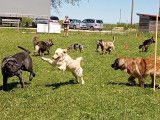 Centre Canin d'Education et de Loisirs (CCEL)