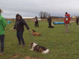 Centre Canin d'Education et de Loisirs (CCEL)