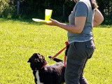 Centre Canin d'Education et de Loisirs (CCEL)