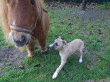 Horsewip Gold