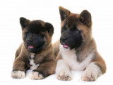 Kennel Ba'kita