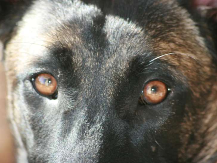 Cercle d’Éducation Canine Dordogne Périgord (CECDP)