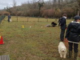 Cercle d’Éducation Canine Dordogne Périgord (CECDP)