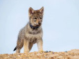 Des Loups d'Akairo