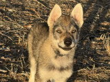 Des Loups d'Akairo