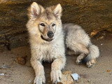Des Loups d'Akairo