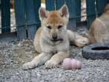 Des Loups d'Akairo