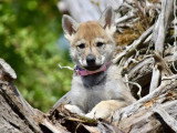 Des Loups d'Akairo