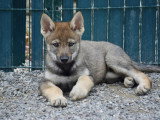 Des Loups d'Akairo