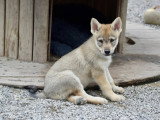 Des Loups d'Akairo