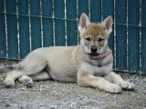 Des Loups d'Akairo