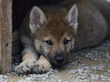 Des Loups d'Akairo