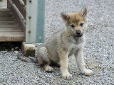 Des Loups d'Akairo