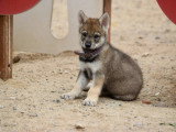 Des Loups d'Akairo