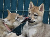 Des Loups d'Akairo