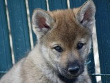 Des Loups d'Akairo