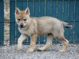 Des Loups d'Akairo