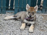 Des Loups d'Akairo