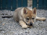 Des Loups d'Akairo