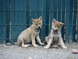 Des Loups d'Akairo