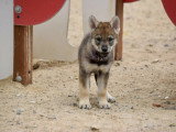 Des Loups d'Akairo