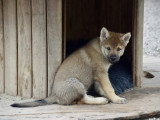 Des Loups d'Akairo