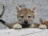 Des Loups d'Akairo