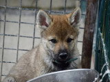 Des Loups d'Akairo