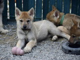 Des Loups d'Akairo