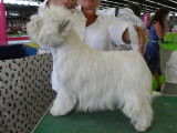Mâle West Highland White Terrier après le toilettage