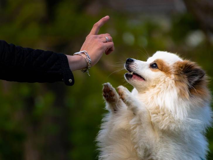 Jardin d'Arcos/cani loisirs