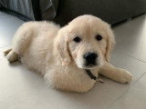 Dog'O poil