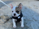 Dog'O poil