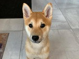 Dog'O poil