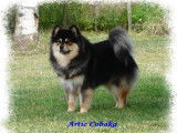 Artic Cobaka