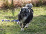 Artic Cobaka