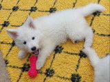 Of Shepherd's Paw