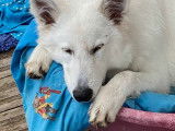 Of Shepherd's Paw