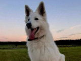 Of Shepherd's Paw