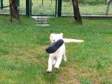 Of Shepherd's Paw